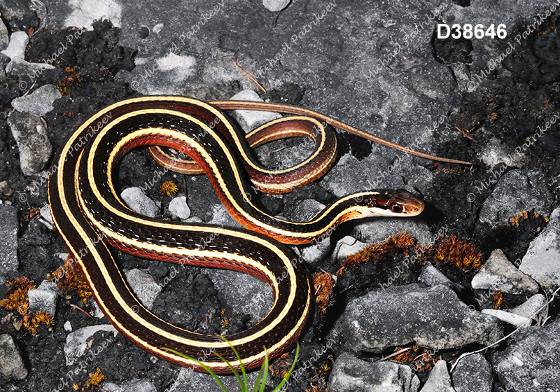Eastern Ribbon Snake (Thamnophis sauritus)
